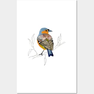 Chaffinch - little garden bird Posters and Art